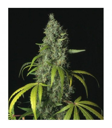 S.A.G.E.  10 u. reg. T.H. Seeds
