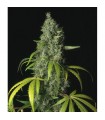 S.A.G.E.  10 u. reg. T.H. Seeds