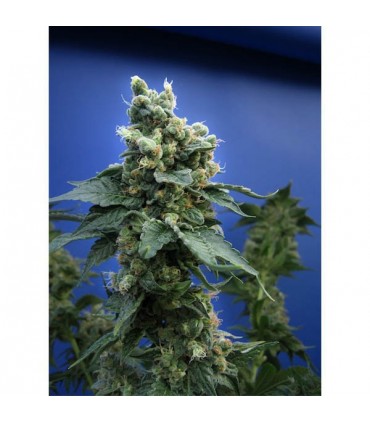 S.A.G.E. N Sour  10 u. reg. T.H. Seeds