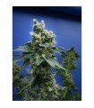 S.A.G.E. N Sour  10 u. reg. T.H. Seeds