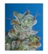 Burmese Kush  10 u. reg. T.H. Seeds