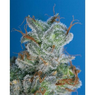 Burmese Kush  10 u. reg. T.H. Seeds