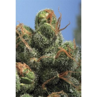 PG - 13 -  10 u. reg. T.H. Seeds - DESCATALOGADA