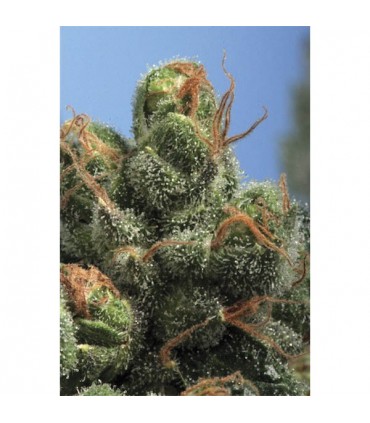 PG - 13 -  10 u. reg. T.H. Seeds - DESCATALOGADA