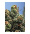 PG - 13 -  10 u. reg. T.H. Seeds - DESCATALOGADA