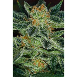 Skunk XXX -  10 u. reg. T.H. Seeds
