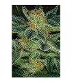 Skunk XXX -  10 u. reg. T.H. Seeds