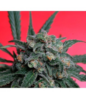A-Train  5 u. reg. T.H. Seeds