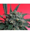 A-Train  5 u. reg. T.H. Seeds