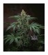 Bubblegum  5 u. reg. T.H. Seeds