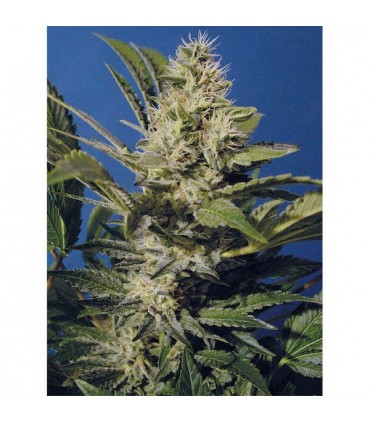 Chocolate Chunk  5 u. reg. T.H. Seeds