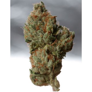 Cold Creek Kush  10 u. reg. T.H. Seeds