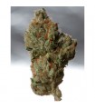 Cold Creek Kush  10 u. reg. T.H. Seeds