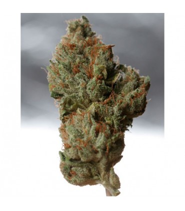 Cold Creek Kush  5 u. reg. T.H. Seeds