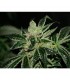 Darkstar  5 u. reg. T.H. Seeds