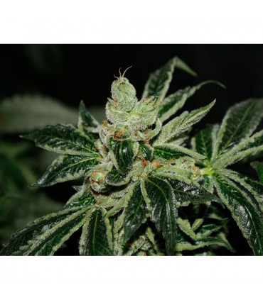 Darkstar  5 u. reg. T.H. Seeds