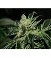 Darkstar  5 u. reg. T.H. Seeds