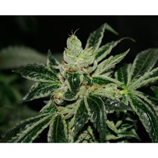 Darkstar  10 u. reg. T.H. Seeds