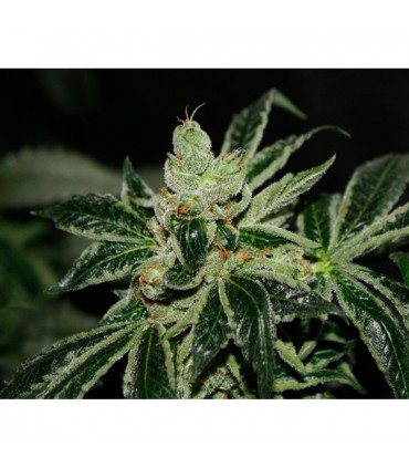 Darkstar  10 u. reg. T.H. Seeds