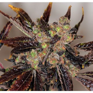 Da Purps  10 u. reg. T.H. Seeds