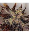 Da Purps  5 u. reg. T.H. Seeds