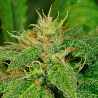 Electric Lemon G  10 u. reg. T.H. Seeds
