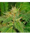 Electric Lemon G  10 u. reg. T.H. Seeds