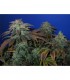 Heavy Duty  Fruity  5 u. reg. T.H. Seeds