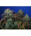 Heavy Duty  Fruity  5 u. reg. T.H. Seeds