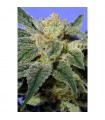 Kushage  5 u. reg. T.H. Seeds