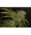 Mk - Ultra  5 u. Reg. T.H. Seeds