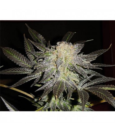 Mendocino Madness  5 u. reg. T.H. Seeds
