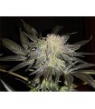 Mendocino Madness  5 u. reg. T.H. Seeds