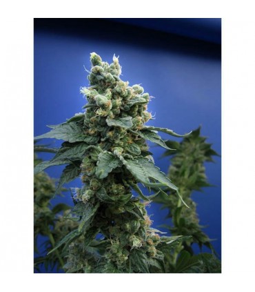S.A.G.E. N Sour  5 u. reg. T.H. Seeds