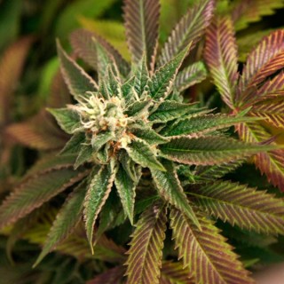 Skunkage  10 u. reg. T.H. Seeds