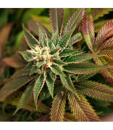 Skunkage  10 u. reg. T.H. Seeds