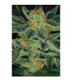 Skunk XXX -  5 u. Reg. T.H. Seeds