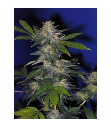 The Hog  5 u. reg. T.H. Seeds