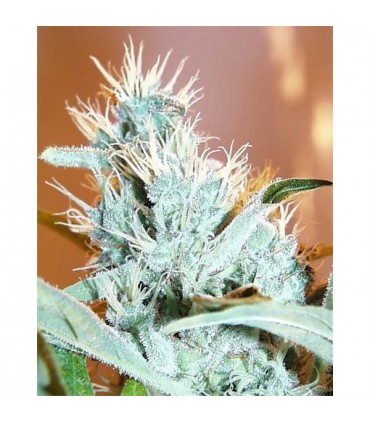 Leda Uno -  5 u. reg. KC Brains