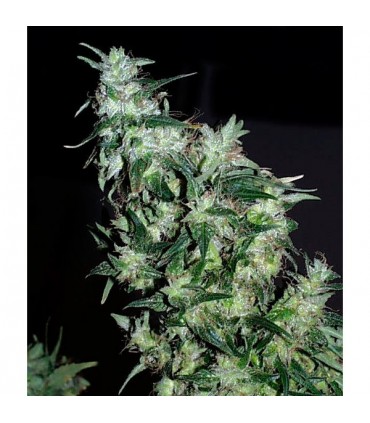 Haze Special 5 u. reg. KC Brains