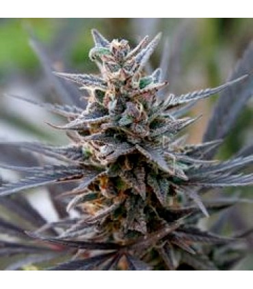 Spontanica 5 u. reg. KC Brains