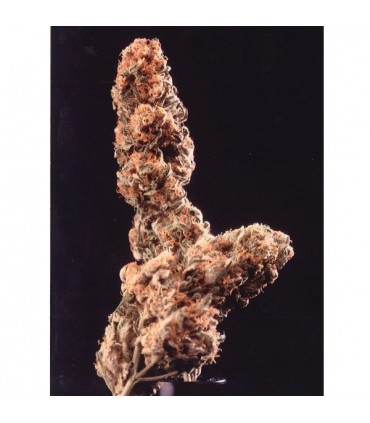 Afghani Special  5 u. reg. KC Brains