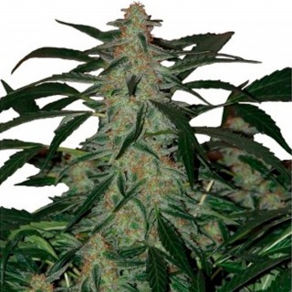 Auto Deimos  Blister x 10 reg. Buddha Seeds