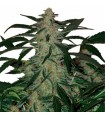 Auto Deimos  Blister x 10 reg. Buddha Seeds