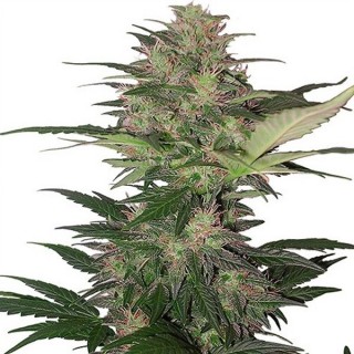 Auto Red Dwarf   Blister x 10 reg. Buddha Seeds