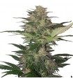 Auto Red Dwarf   Blister x 10 reg. Buddha Seeds