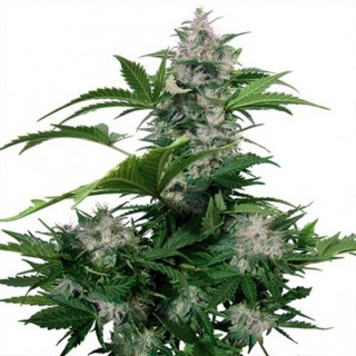 Auto White Dwarf   Blister x 10 reg. Buddha Seeds