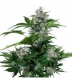 Auto White Dwarf   Blister x 10 reg. Buddha Seeds