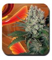 Auto Syrup  Blister x 10 reg. Buddha Seeds