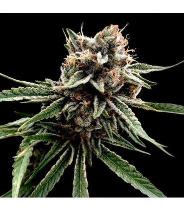 Sour Strawberries 12 u. reg.  DNA Genetics